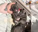 Small Photo #1 French Bulldog Puppy For Sale in ELIZABETH, NJ, USA