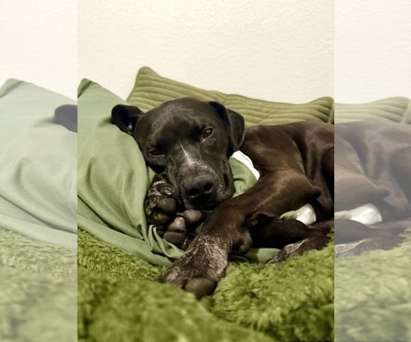 Medium Photo #21 Boxer-Pointer Mix Puppy For Sale in Sandy, UT, USA