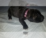 Small Photo #12 Mastiff Puppy For Sale in FULTON, NY, USA