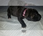 Small #11 Mastiff