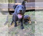Small #5 Mutt