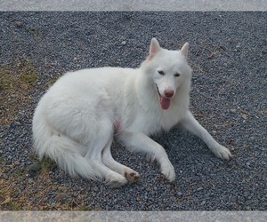 Mother of the Siberian Husky-Timber Wolf Mix puppies born on 08/14/2023