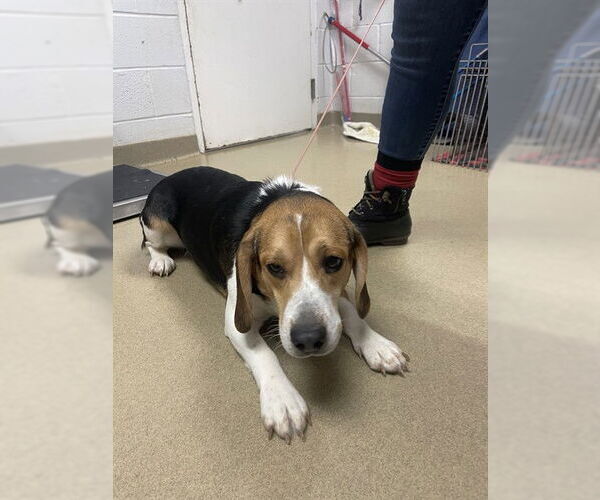 Medium Photo #1 Beagle Puppy For Sale in Easton, MD, USA