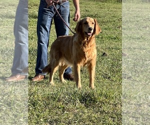 Mother of the Golden Retriever puppies born on 09/27/2025