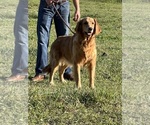 Small Photo #1 Golden Retriever Puppy For Sale in NEOLA, WV, USA