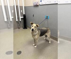 German Shepherd Dog-Unknown Mix Dogs for adoption in Las Vegas, NV, USA