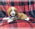 Small #4 Poodle (Miniature)