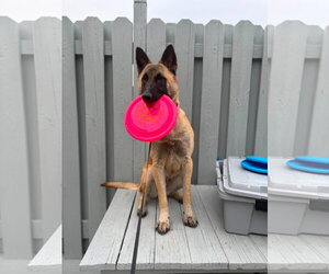 Mutt Dogs for adoption in Stevens Point, WI, USA