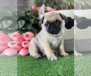 Pug Puppy for sale in CANOGA, NY, USA