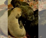 Small Photo #10 Cane Corso Puppy For Sale in NUNICA, MI, USA
