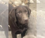 Small #10 Labrador Retriever