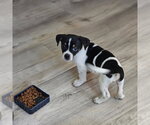 Small #3 Shih Tzu Mix