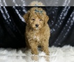 Small #4 Maltipoo