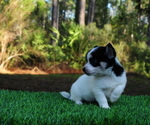 Small Photo #11 Chiranian Puppy For Sale in SAINT AUGUSTINE, FL, USA