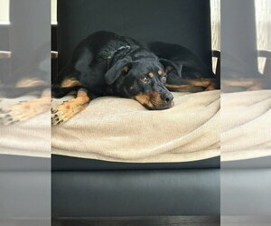 LLP Witcher : Geralt (Otto) - Male Beagle-Unknown Mix Dog for Adoption