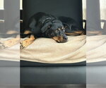 LLP Witcher : Geralt (Otto) - Male Beagle-Unknown Mix Dog for Adoption - Small photo