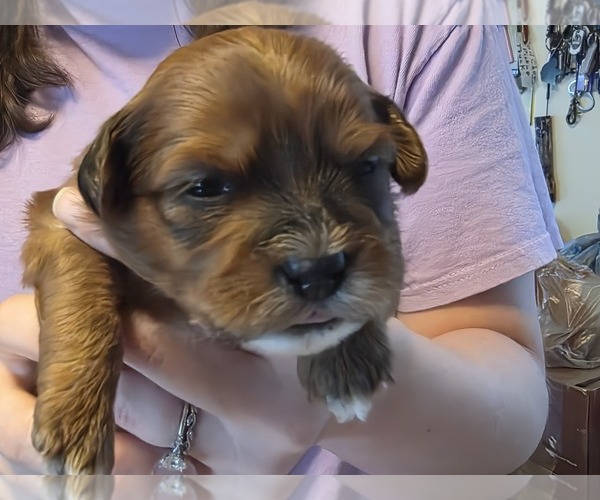 Medium Photo #5 Shorkie Tzu Puppy For Sale in MATTOON, IL, USA