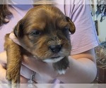 Small #4 Shorkie Tzu