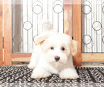 Small #3 Maltipoo