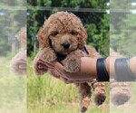 Small Photo #36 Goldendoodle Puppy For Sale in TIMBERLAKE, NC, USA
