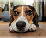 Small #4 Beagle