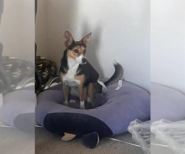 Medium Photo #1 Chihuahua-Unknown Mix Puppy For Sale in San Antonio, TX, USA