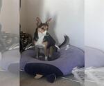 Small Chihuahua Mix