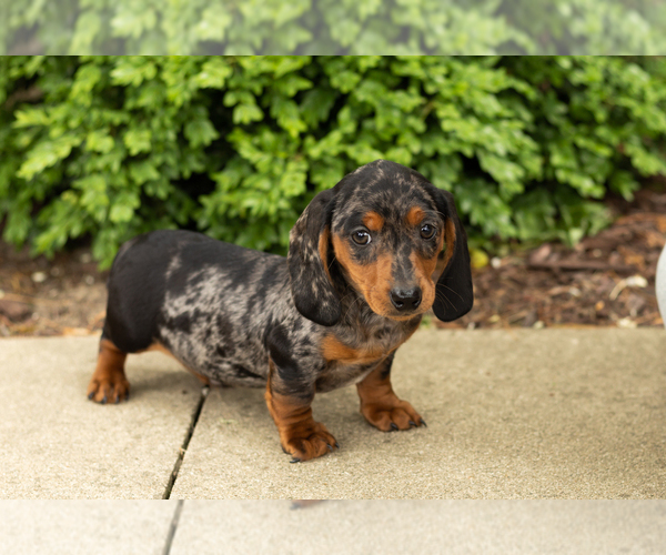 Medium Photo #1 Dachshund Puppy For Sale in BREMEN, IN, USA