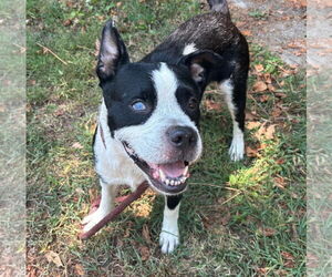 Mutt Dogs for adoption in Munford, TN, USA