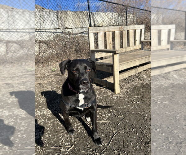Medium Photo #19 Labrador Retriever-Unknown Mix Puppy For Sale in Elmsford, NY, USA