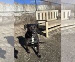 Small #18 Labrador Retriever Mix