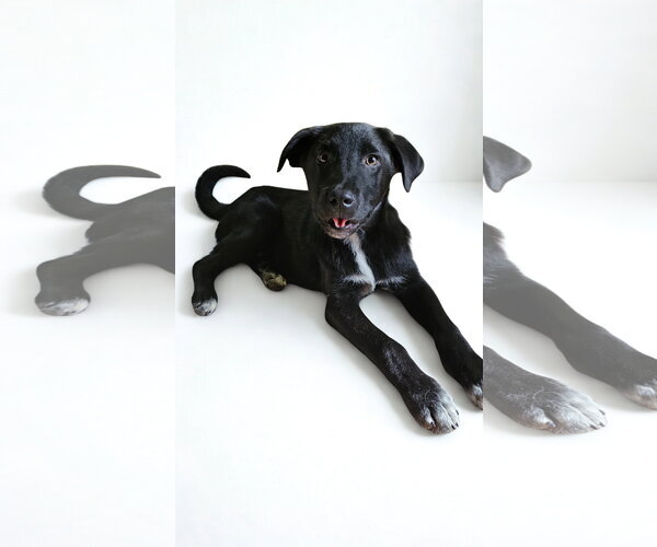 Medium Photo #3 Labrador Retriever-Unknown Mix Puppy For Sale in Croydon, NH, USA