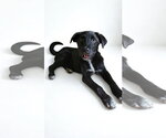 Small #2 Labrador Retriever Mix