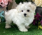 Small #3 Maltese