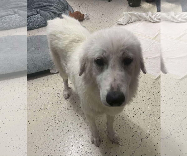 Medium Photo #4 Great Pyrenees-Unknown Mix Puppy For Sale in Houston, TX, USA