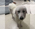 Small #3 Great Pyrenees Mix