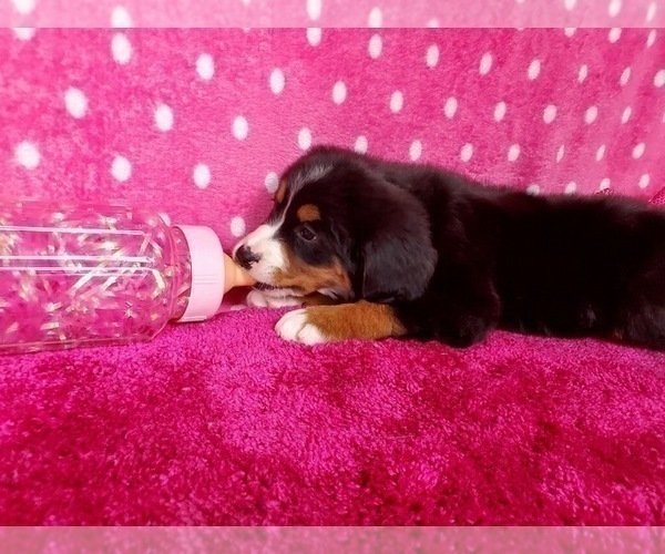 Medium Photo #6 Bernese Mountain Dog Puppy For Sale in BLACK FOREST, CO, USA