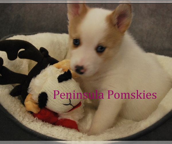 Medium Photo #4 Pomsky Puppy For Sale in SEQUIM, WA, USA