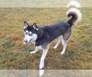 Siberian Husky Dogs for adoption in Springfield, MA, USA