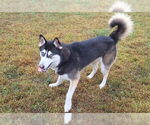 Small Siberian Husky