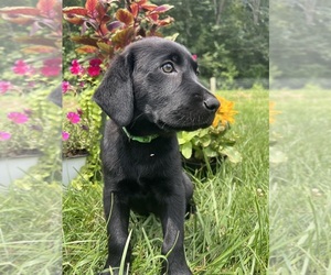 Labrador Retriever Puppy for sale in NEOLA, WV, USA