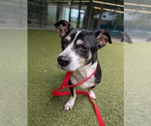 Chihuahua Dogs for adoption in San Martin, CA, USA