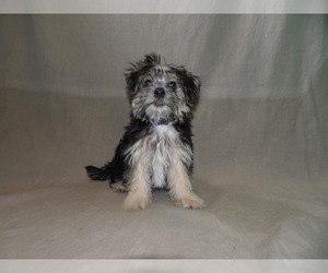 Morkie Puppy for sale in PATERSON, NJ, USA