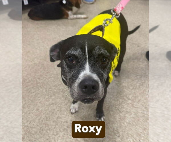 Medium Photo #6 Boxador Puppy For Sale in Foristell, MO, USA