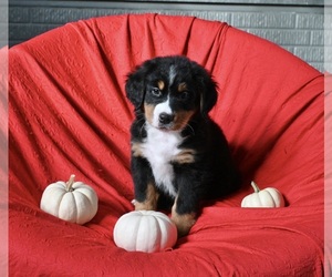 Bernese Mountain Dog Puppy for sale in SUGARCREEK, OH, USA