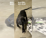 Small Photo #5 Great Dane Puppy For Sale in NORCO, CA, USA