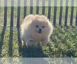 Small #10 Pomeranian