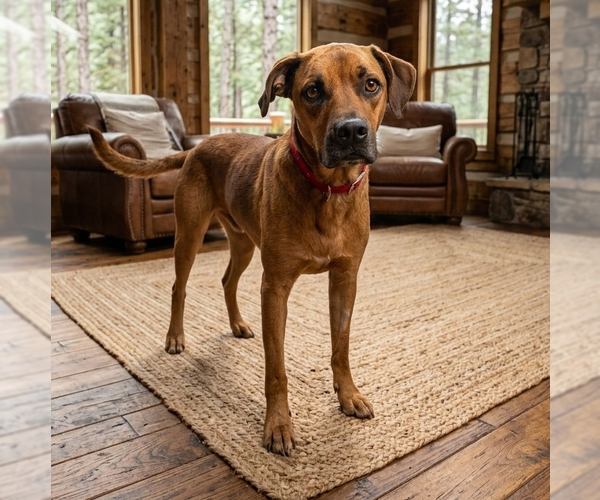 Medium Photo #2 Mutt Puppy For Sale in Vail, AZ, USA