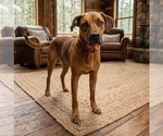 Small #1 Mutt