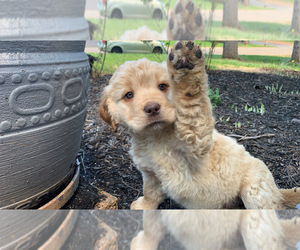 Labradoodle Puppy for sale in MERIDEN, CT, USA